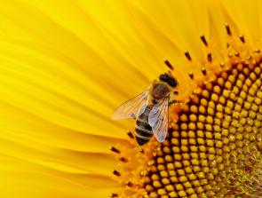bee on sunflower