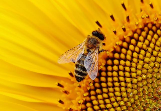 bee on sunflower