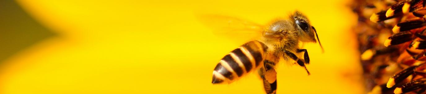 bee approaching a sunflower. support pollinators in your climate victory garden.