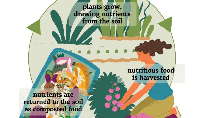 graphic showing the cycle of a regenerative garden