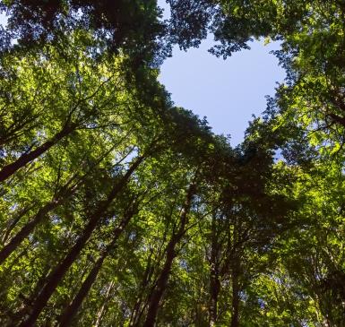 trees with their tops making a heart in sky