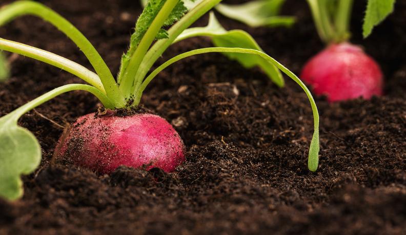 Image: radish in the soil. Topic: Regenerative Agriculture 101