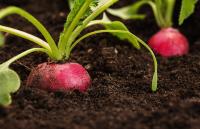 Image: radish in the soil. Topic: Regenerative Agriculture 101