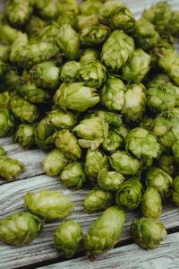 A plethora of green hops, like those Knob View Hops grow, photo taken by Markus Spiske