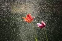 Flowers in rain