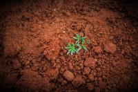 plant sprouting out of soil