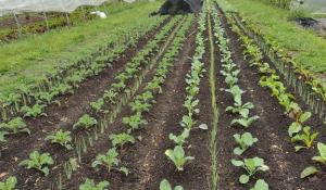 Neat rows of green sprouts of all kinds springing 