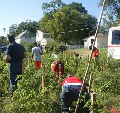 Community members come together to garden in a lush green vegetable patch.