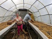 The Velasquez family spreading out coffee beans for drying.