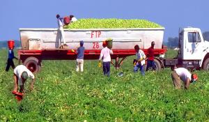 Photo of brown men picking produce in a green field. They are all wearing a basic T shirt, yellow gloves, baseball caps, and long pants. Two of the men are dumping buckets of produce into the back of a truck.