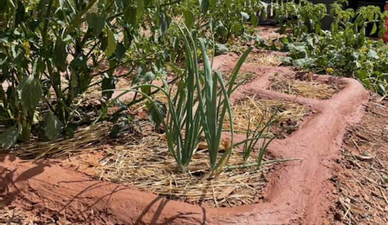 zuni waffle garden growing garlic and peppers
