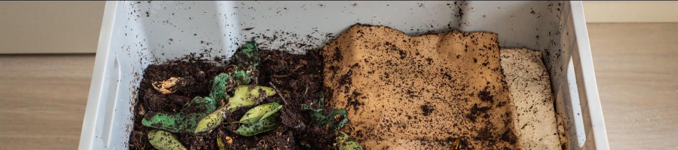 indoor composting bin showing food scraps and soil
