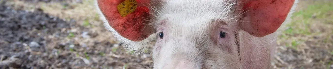 Image: pig on a farm. Title: Olive Garden Takes Important Steps on Animal Welfare