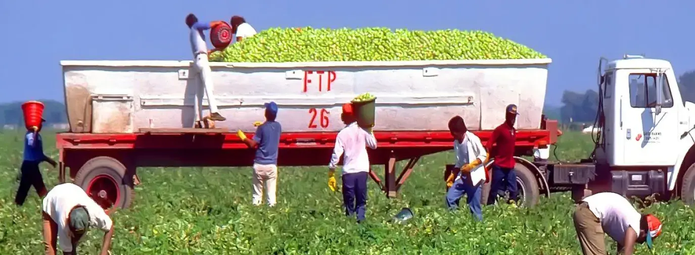 Photo of brown men picking produce in a green field. They are all wearing a basic T shirt, yellow gloves, baseball caps, and long pants. Two of the men are dumping buckets of produce into the back of a truck.