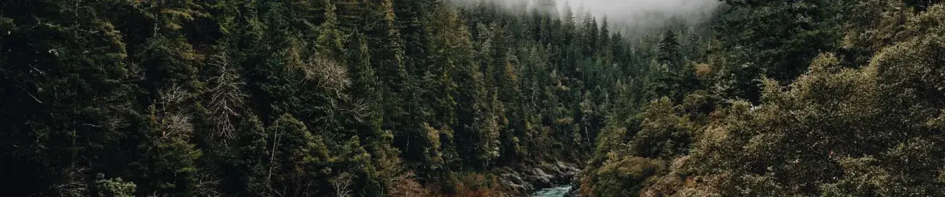 creek running through a dark green forest with a foggy horizon.