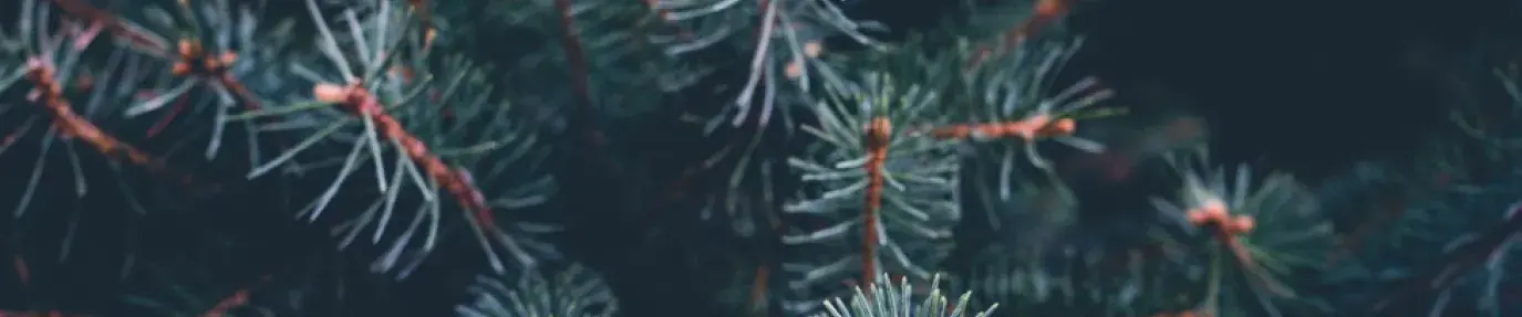 How Green is Your Christmas Tree?