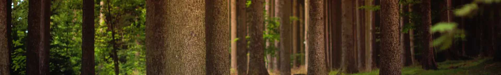 Image: tall trees in forest. Topic: Save Trees: Green America's Better Paper Project