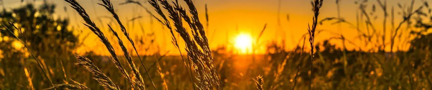 sunset over farm field